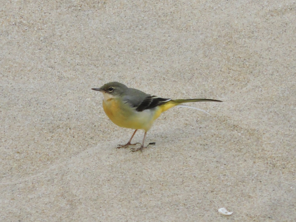 Gray Wagtail - ML644796622