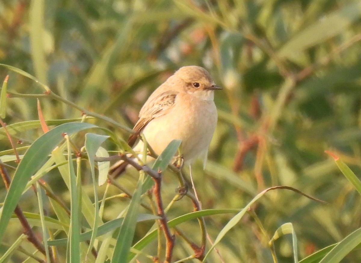 bramborníček sibiřský - ML644796624