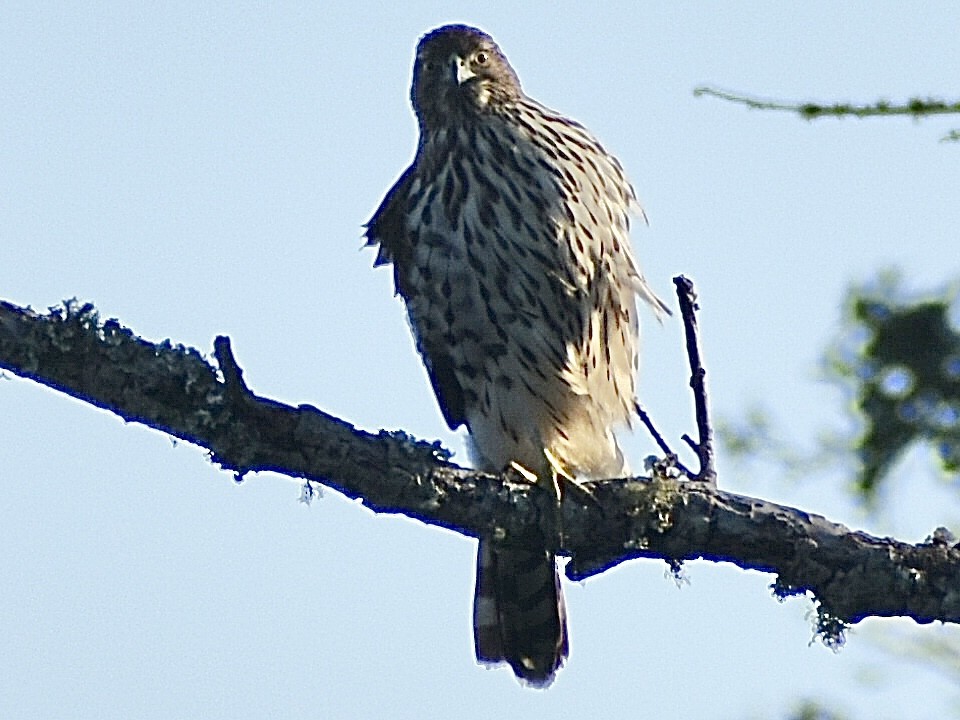 タカ科 - ML644796627