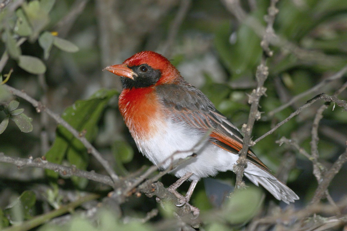 Anaplecte écarlate - ML644796630