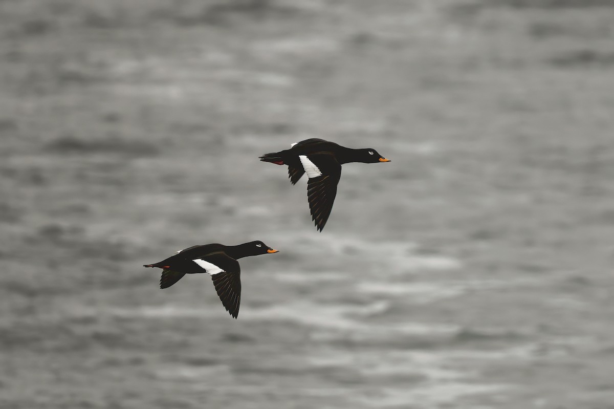 Macreuse brune - ML644796656