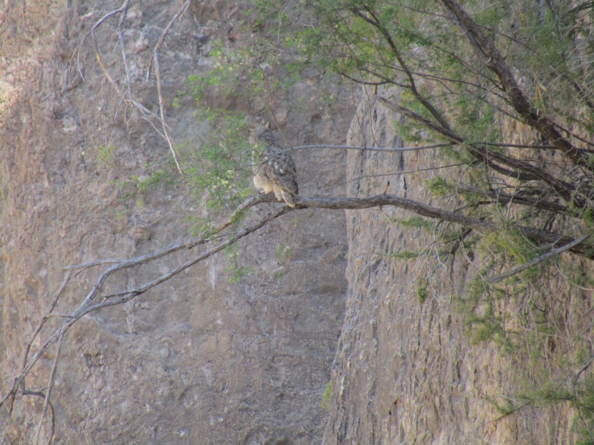 Great Horned Owl - ML644796663