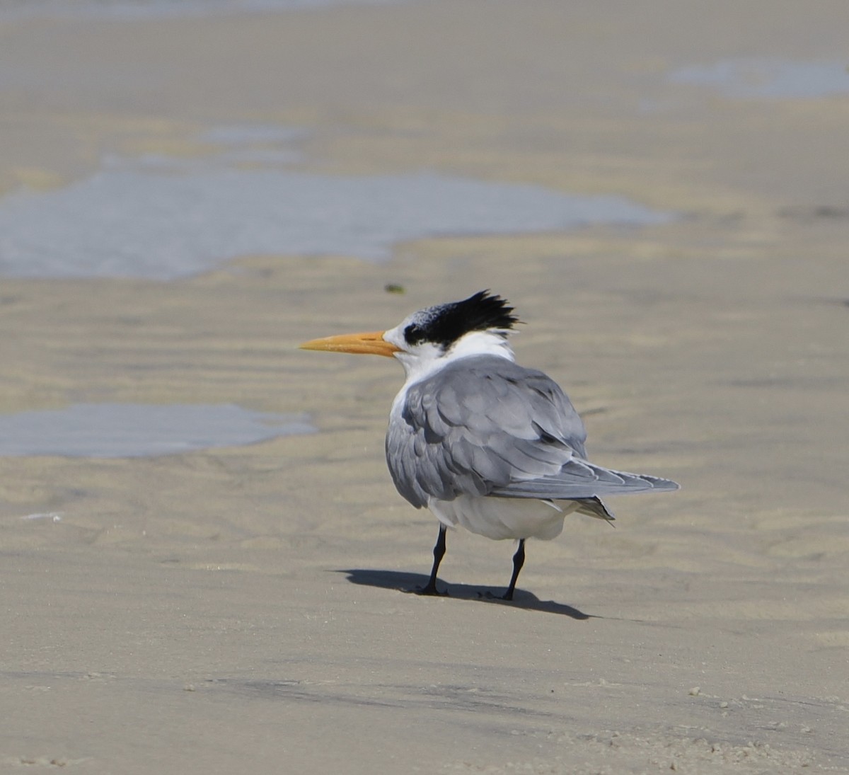 Sterne voyageuse - ML644796679