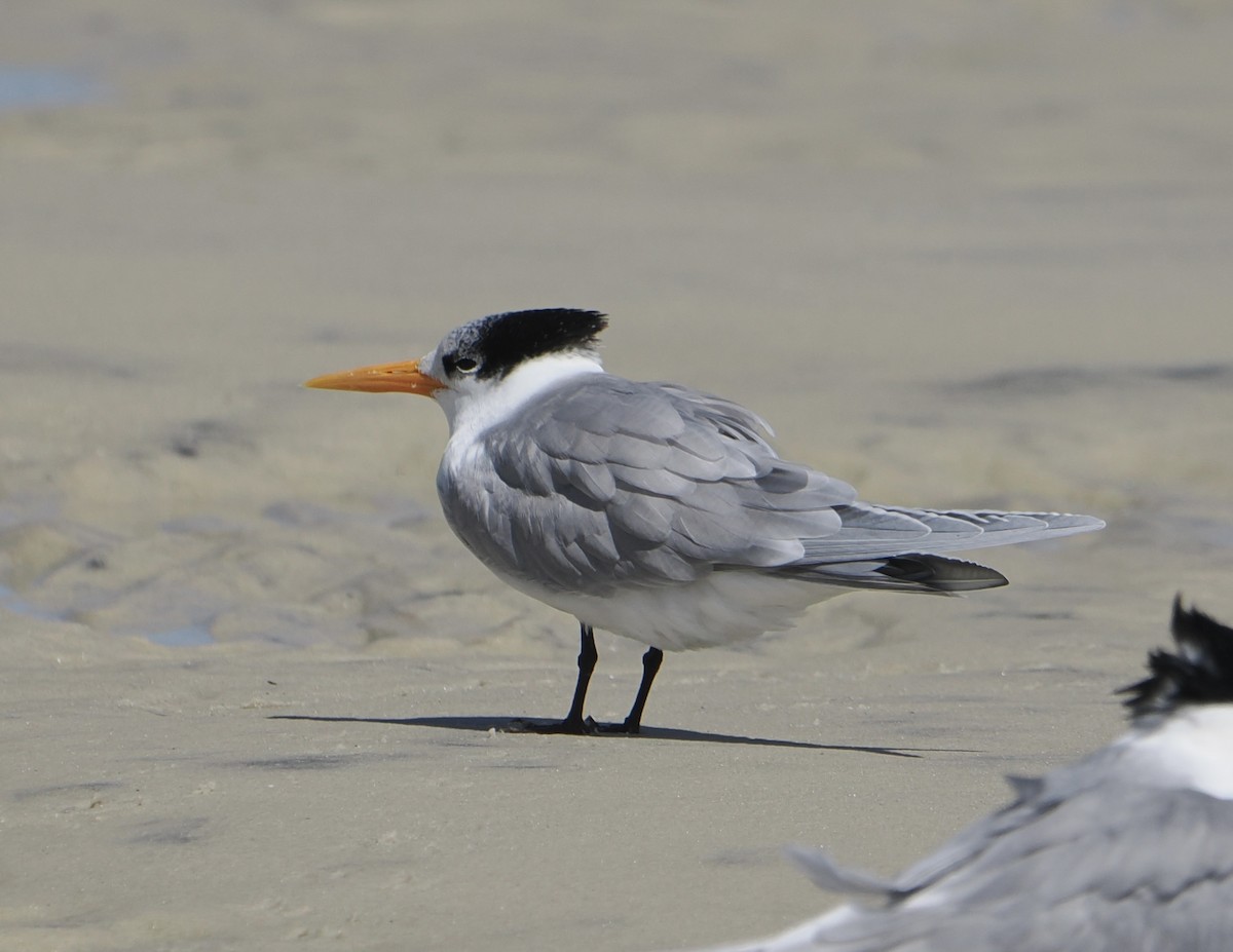 Sterne voyageuse - ML644796680