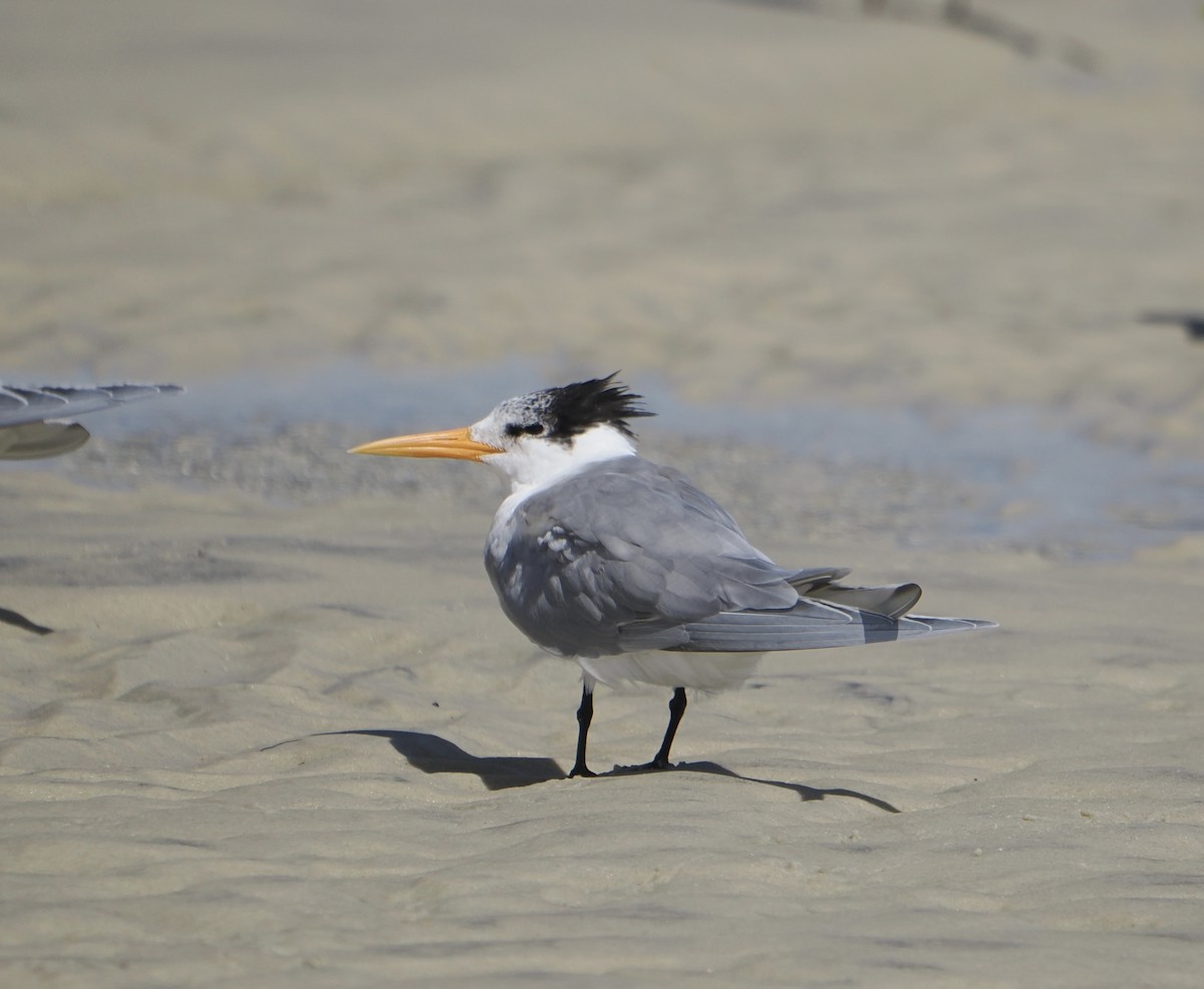 Sterne voyageuse - ML644796681