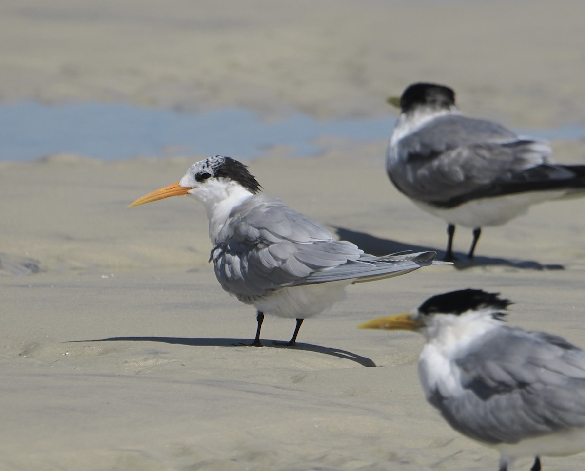 Sterne voyageuse - ML644796682