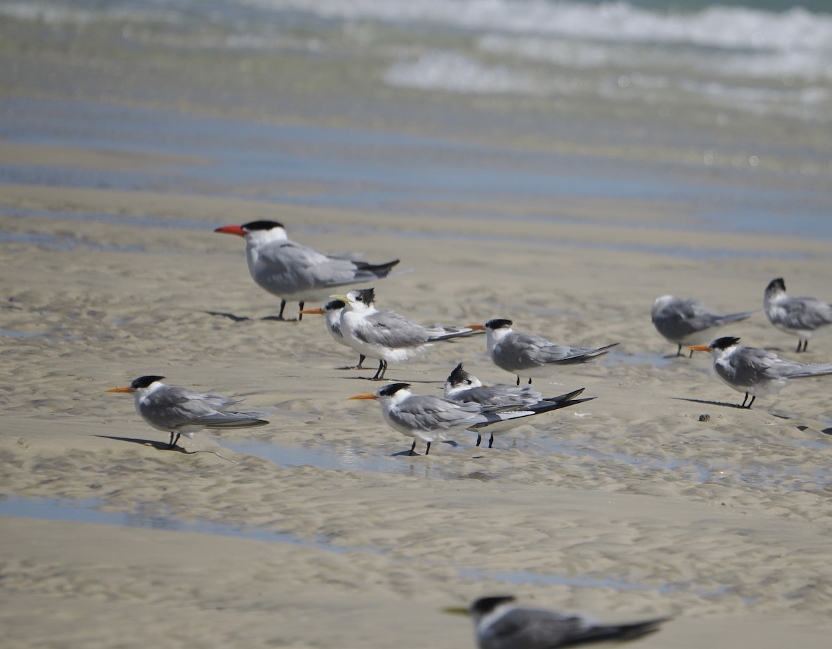 Sterne voyageuse - ML644796683