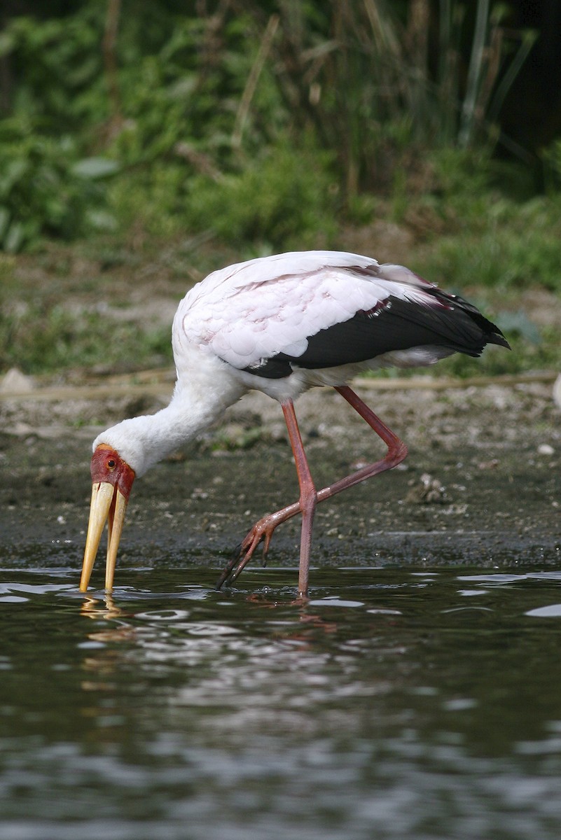 nesyt africký - ML644796711