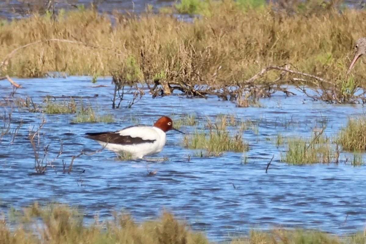 brunhodeavosett - ML644796721