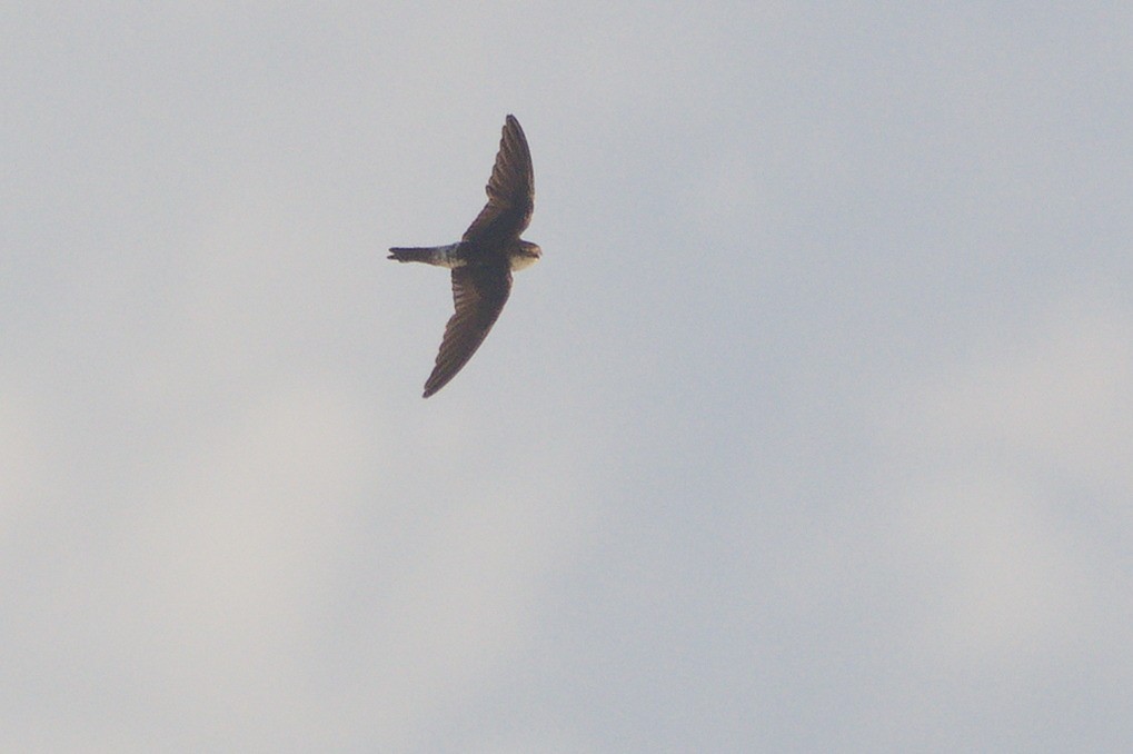 Western House-Martin - ML644796728