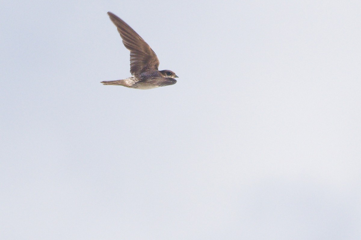 Western House-Martin - ML644796729