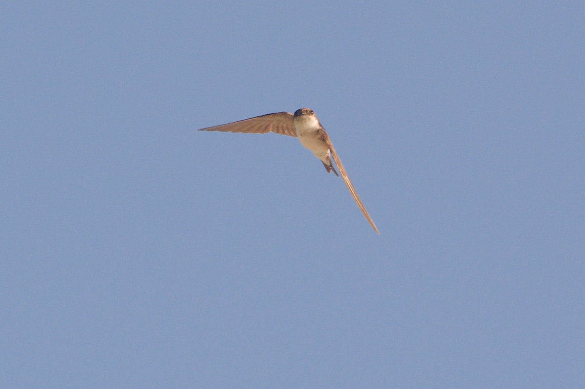 Western House-Martin - ML644796731