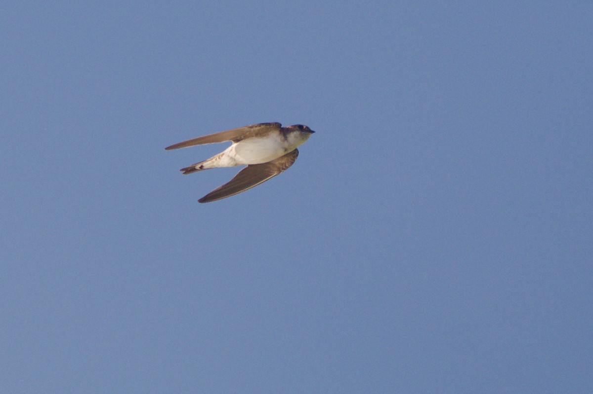 Western House-Martin - ML644796732