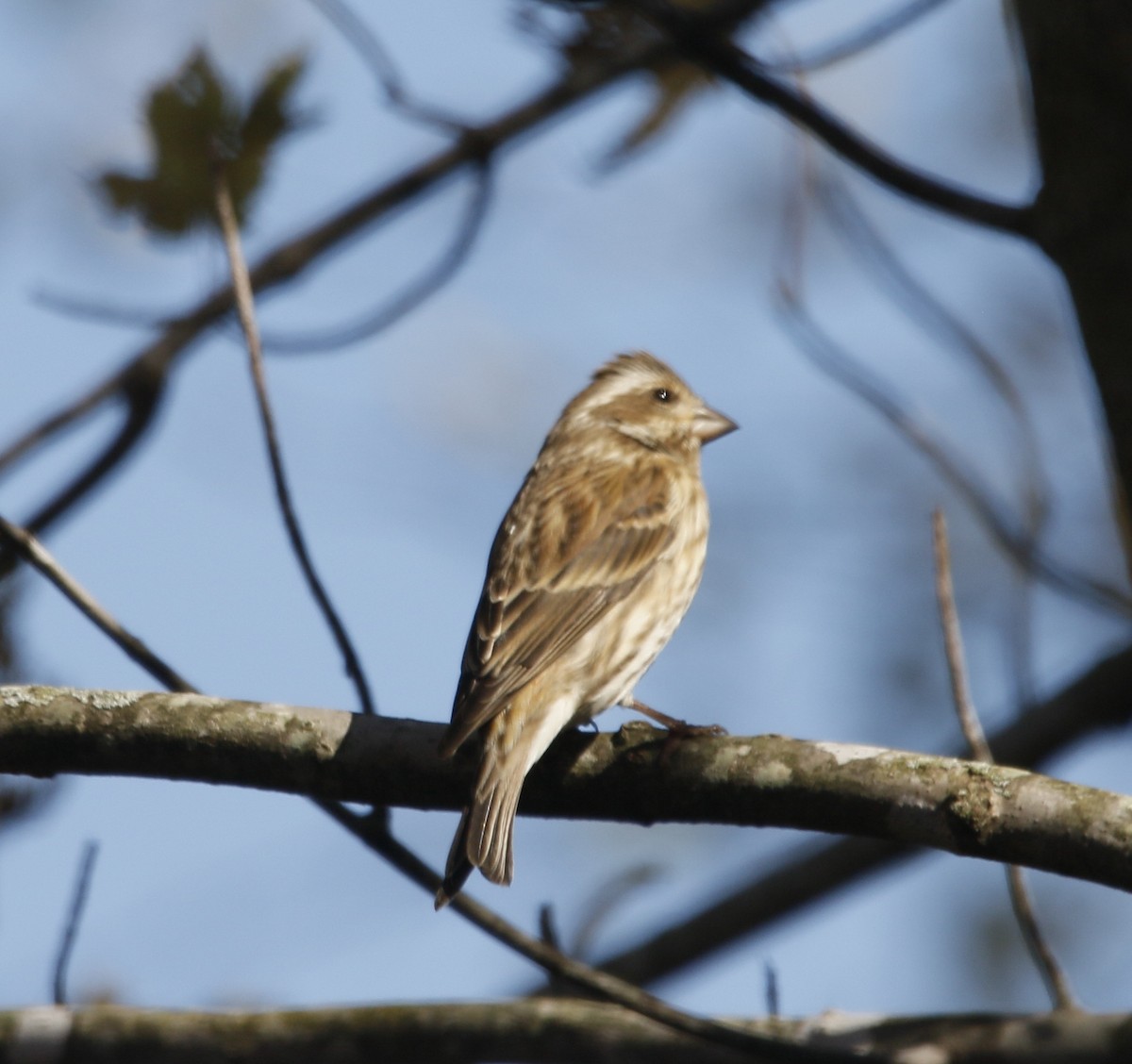 Purple Finch - ML644796734