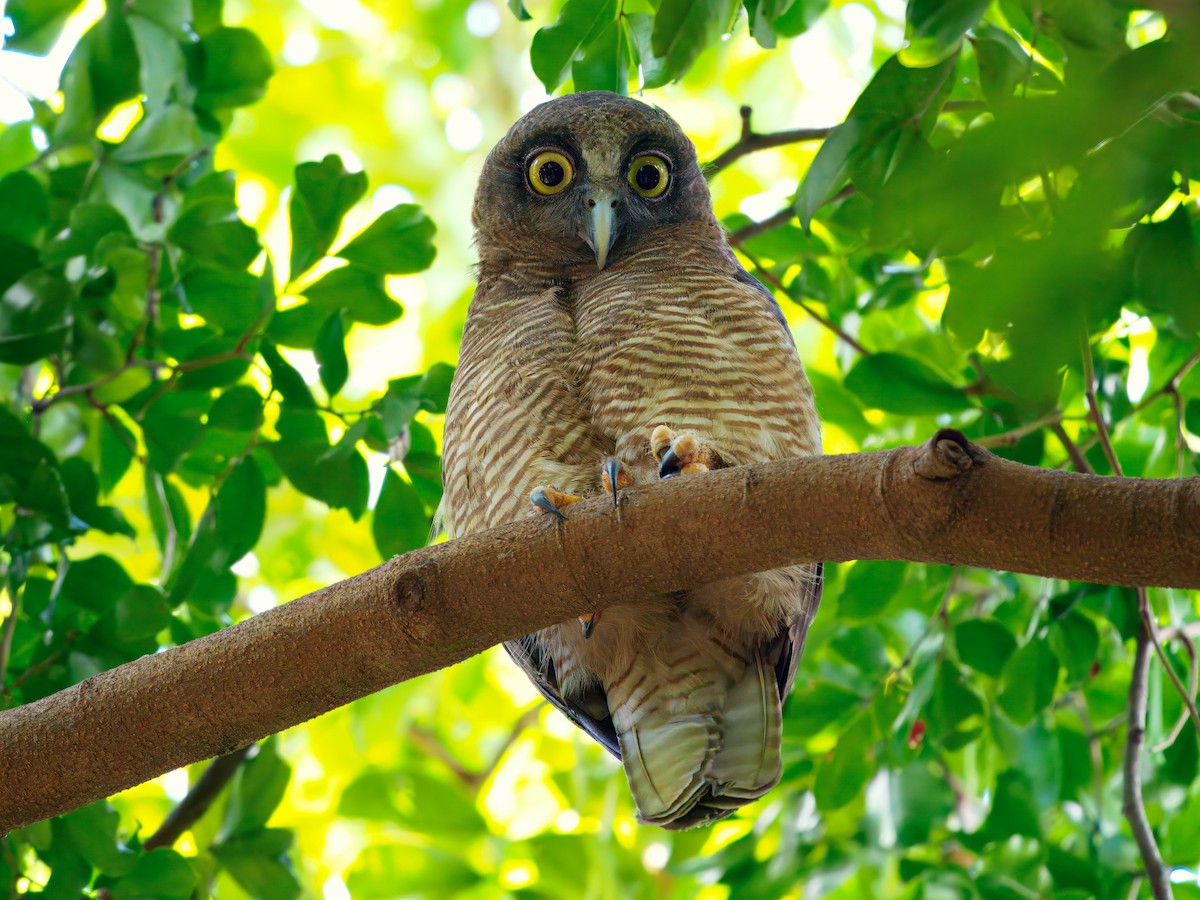 Kızıl Bubuk - ML644796740