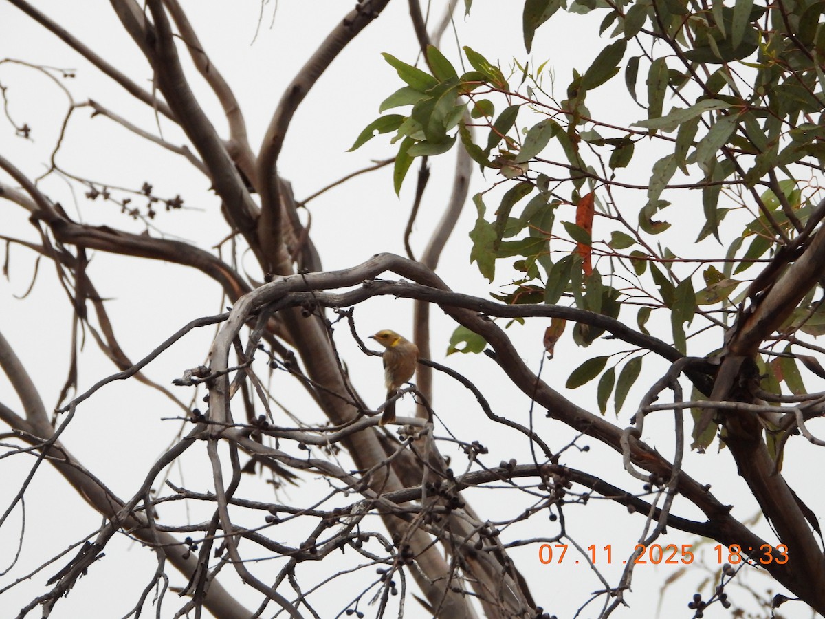 Кольчатый медосос - ML644796784