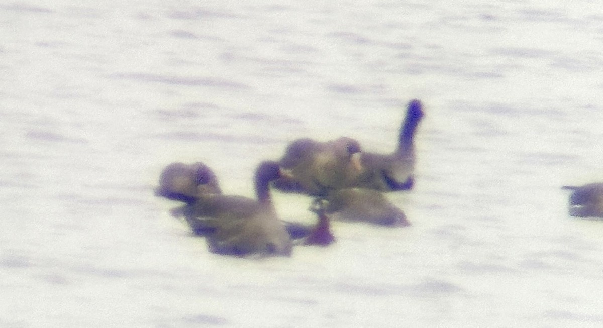 Red-breasted Goose - ML644796792