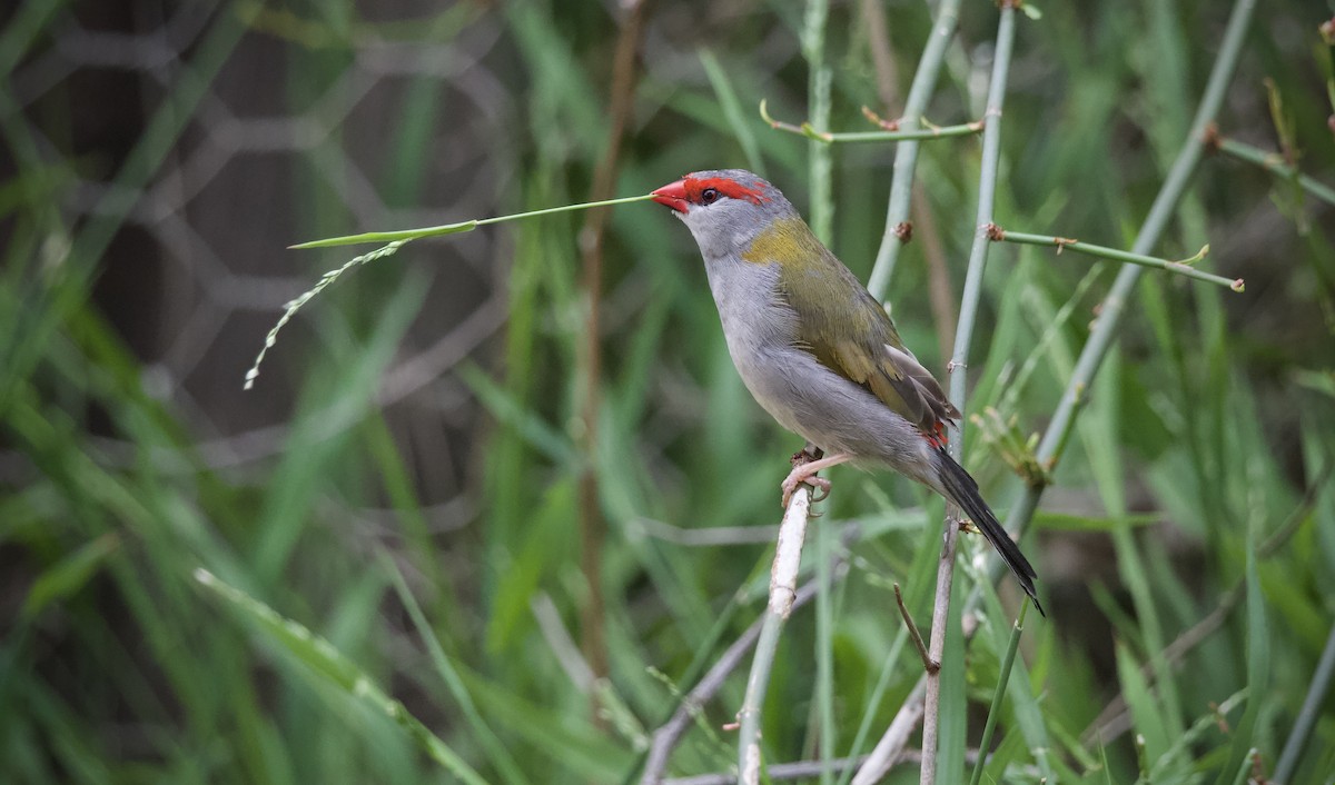 Diamante Cejirrojo - ML644796795