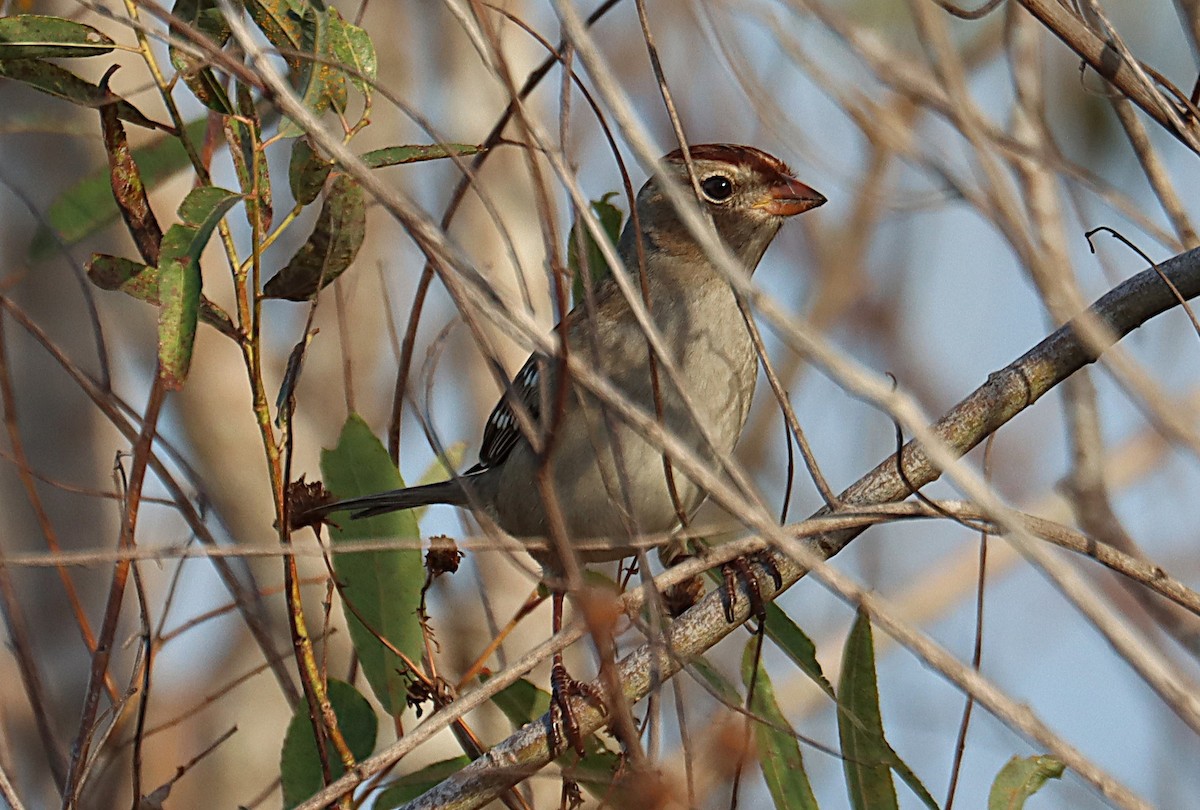 White-crowned Sparrow - ML644796798