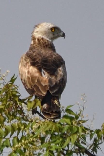 orlík krátkoprstý - ML644796810