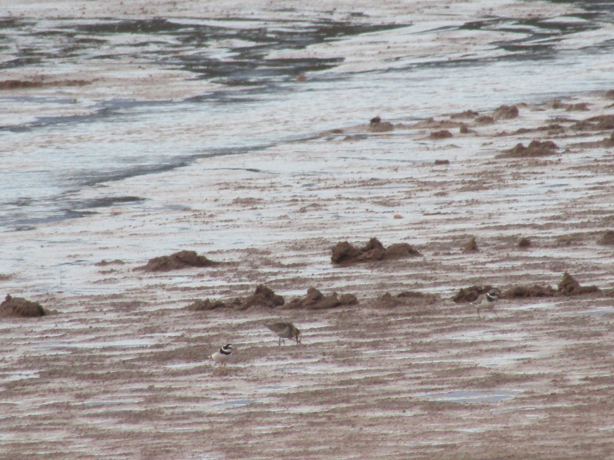 環頸鴴 - ML644796813