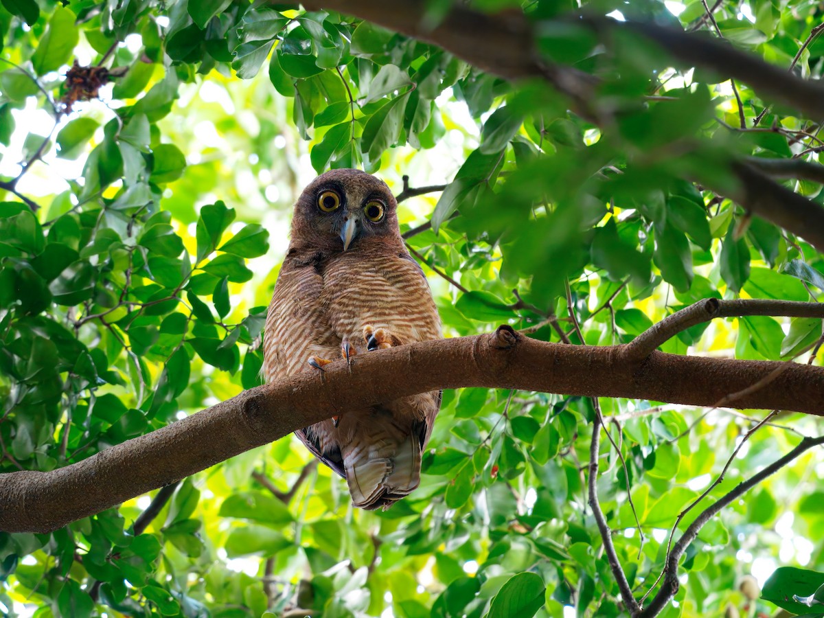 Rufous Owl - ML644796820