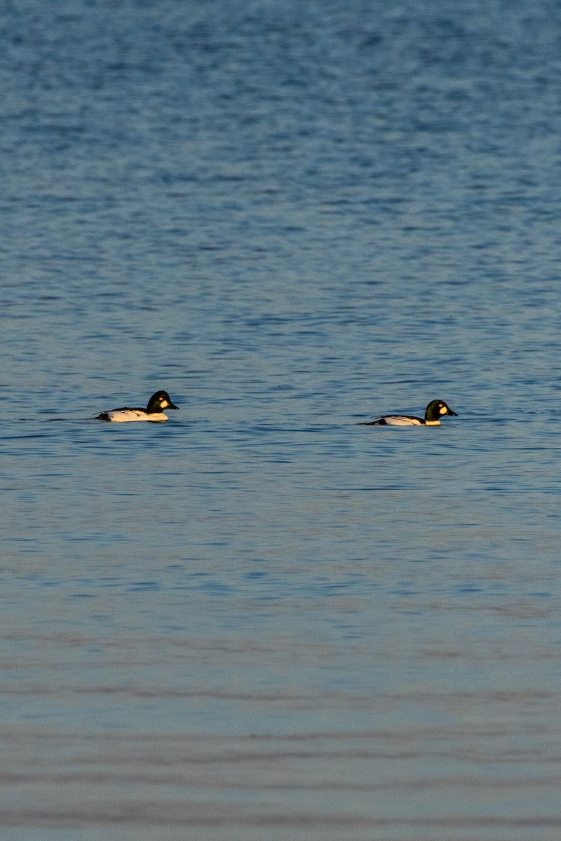 Common Goldeneye - ML644796825