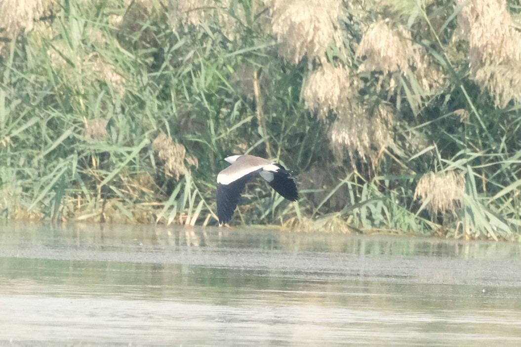 Vanneau à éperons - ML644796826