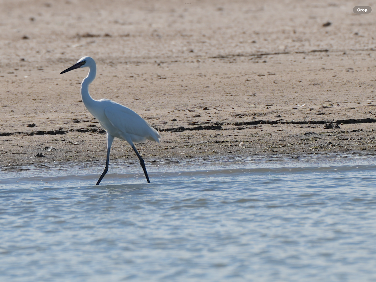 Reddish Egret - ML644796830