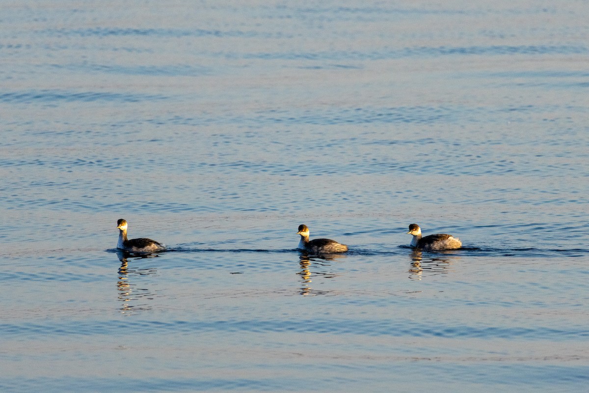 Horned Grebe - ML644796831