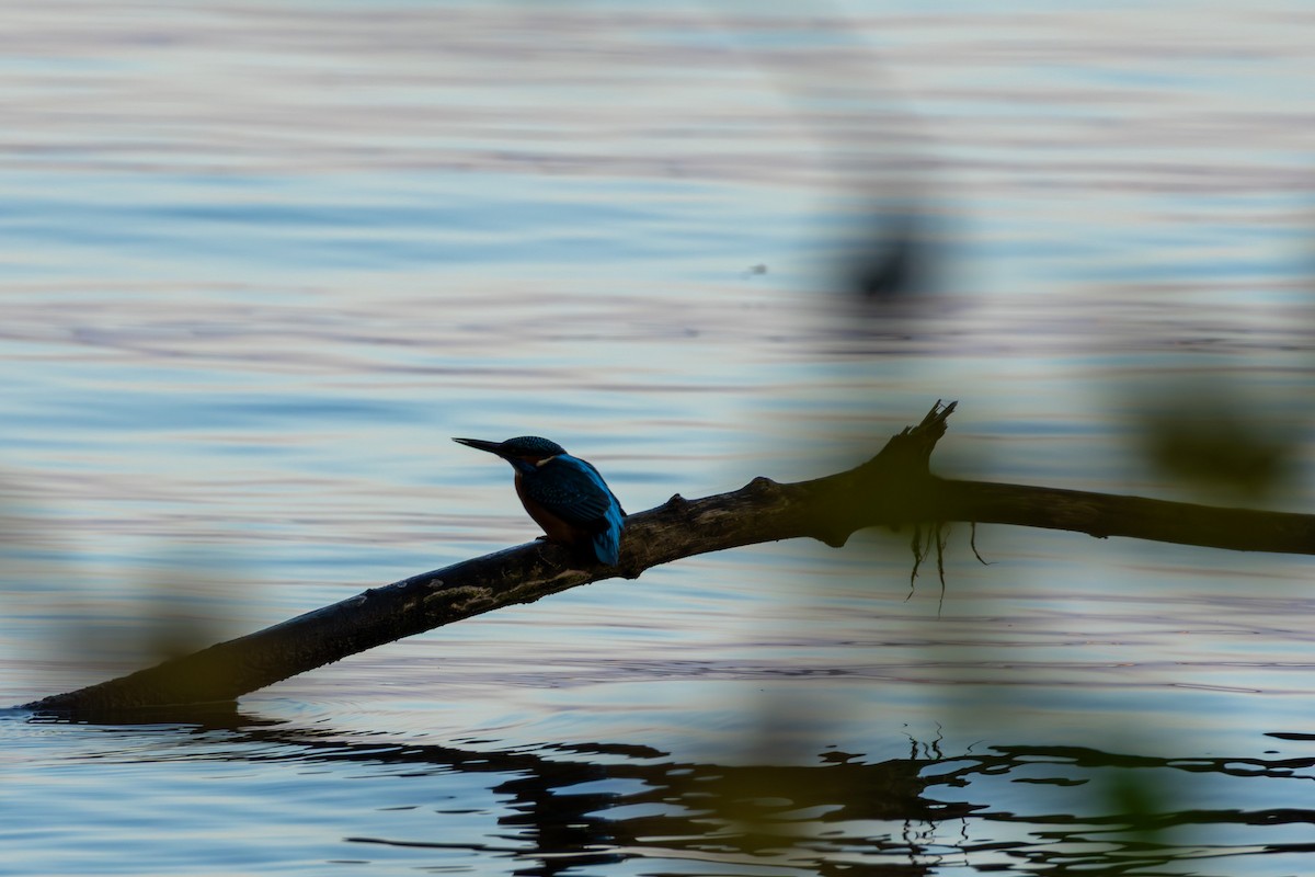 Common Kingfisher - ML644796832