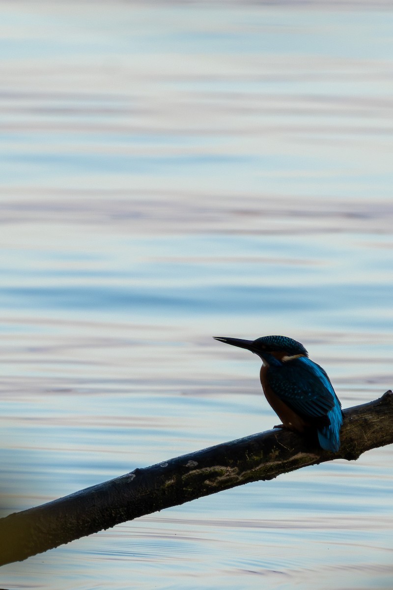 Common Kingfisher - ML644796833