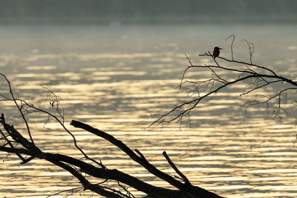 Common Kingfisher - ML644796834