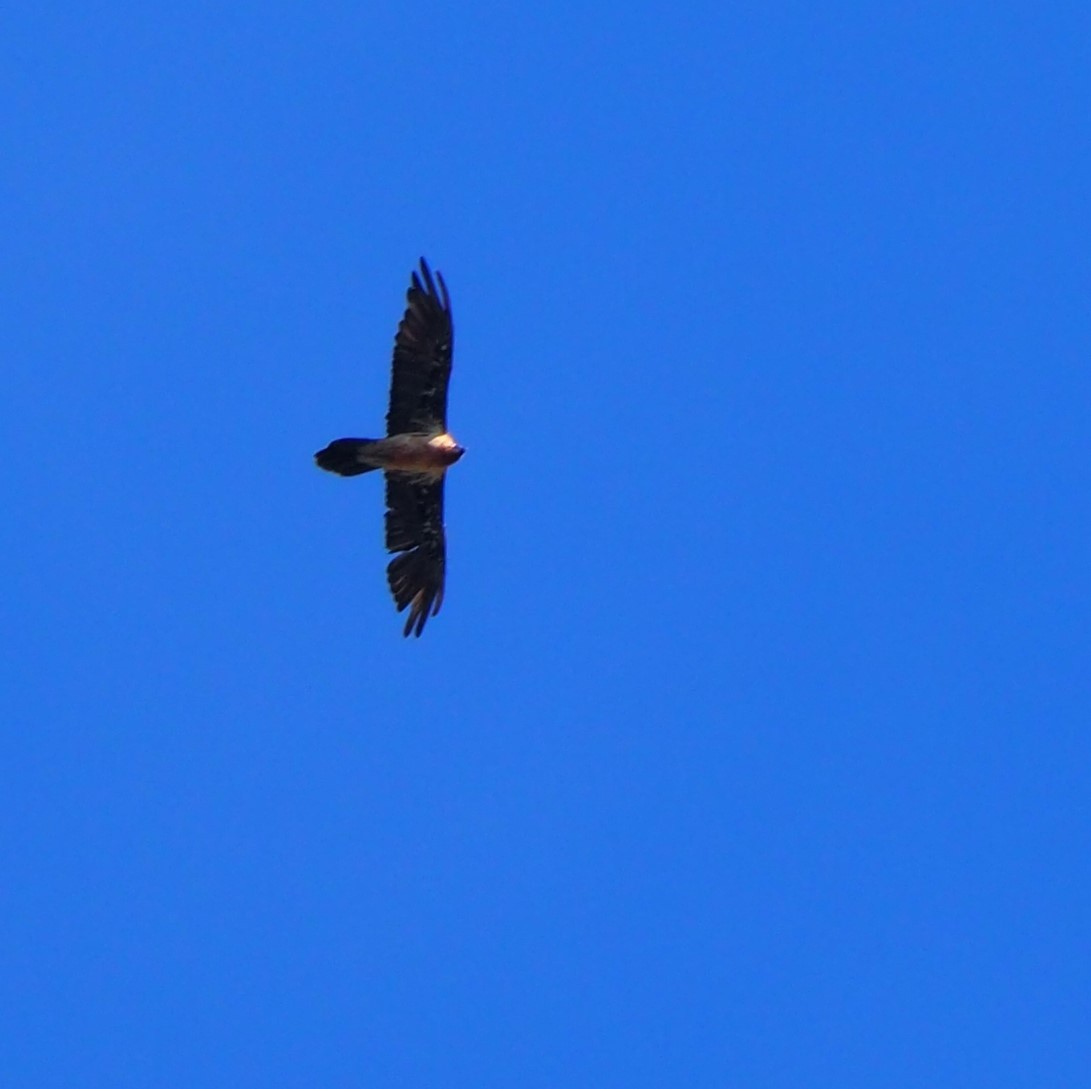 Bearded Vulture (Eurasian) - ML644796836