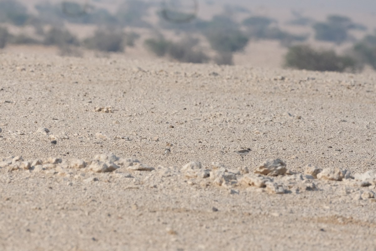 Kentish Plover - ML644796838