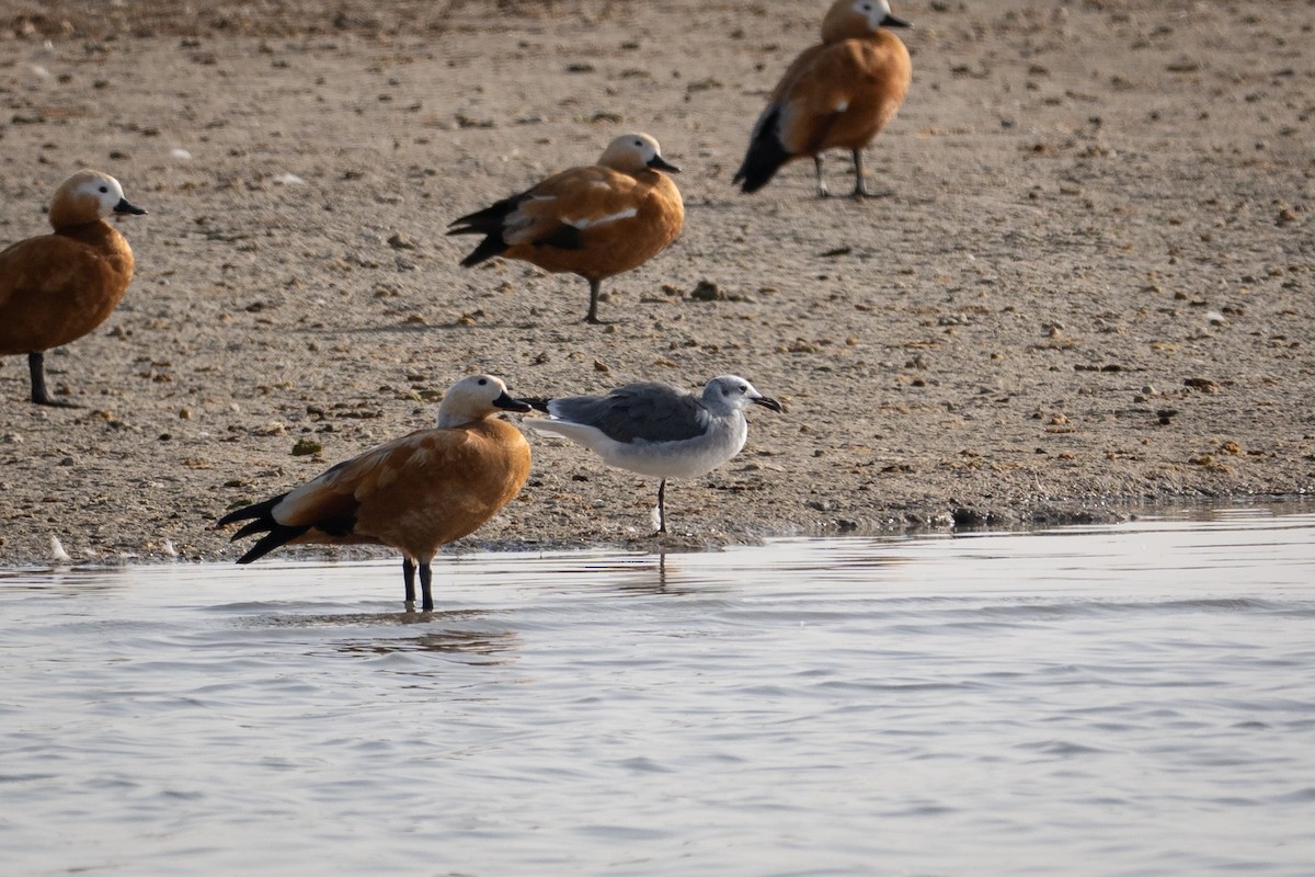 Ацтекская чайка - ML644796839