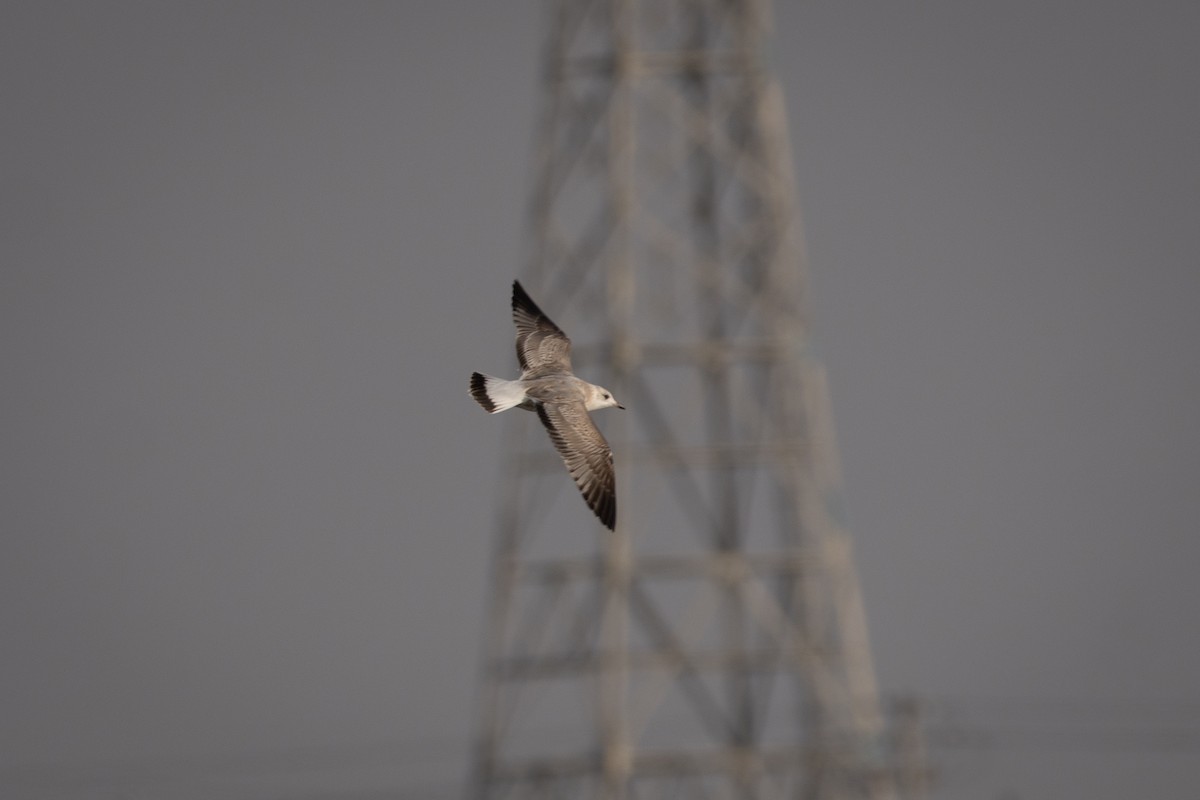 Common Gull - ML644796841