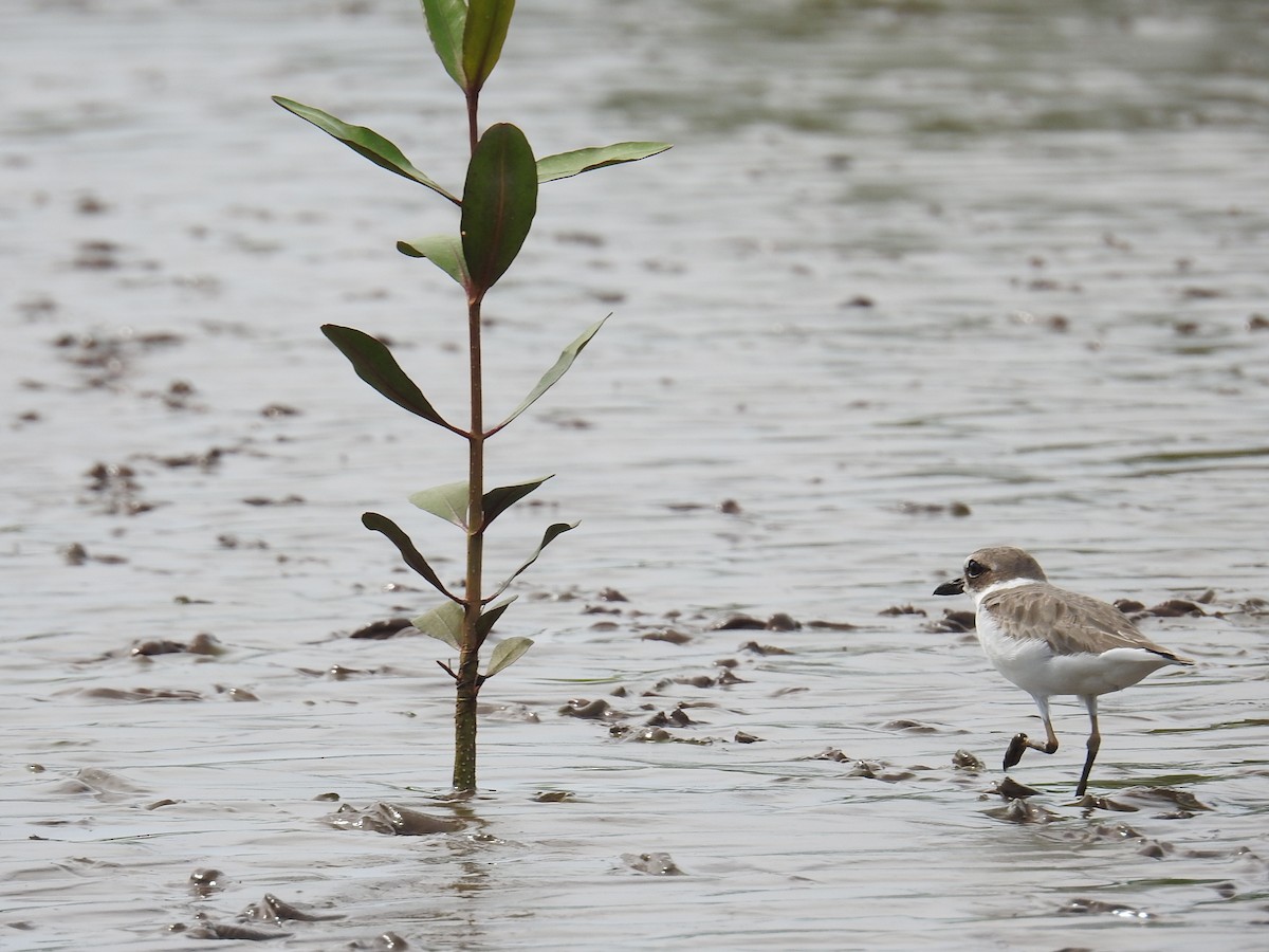 Least Sandpiper - ML644796842