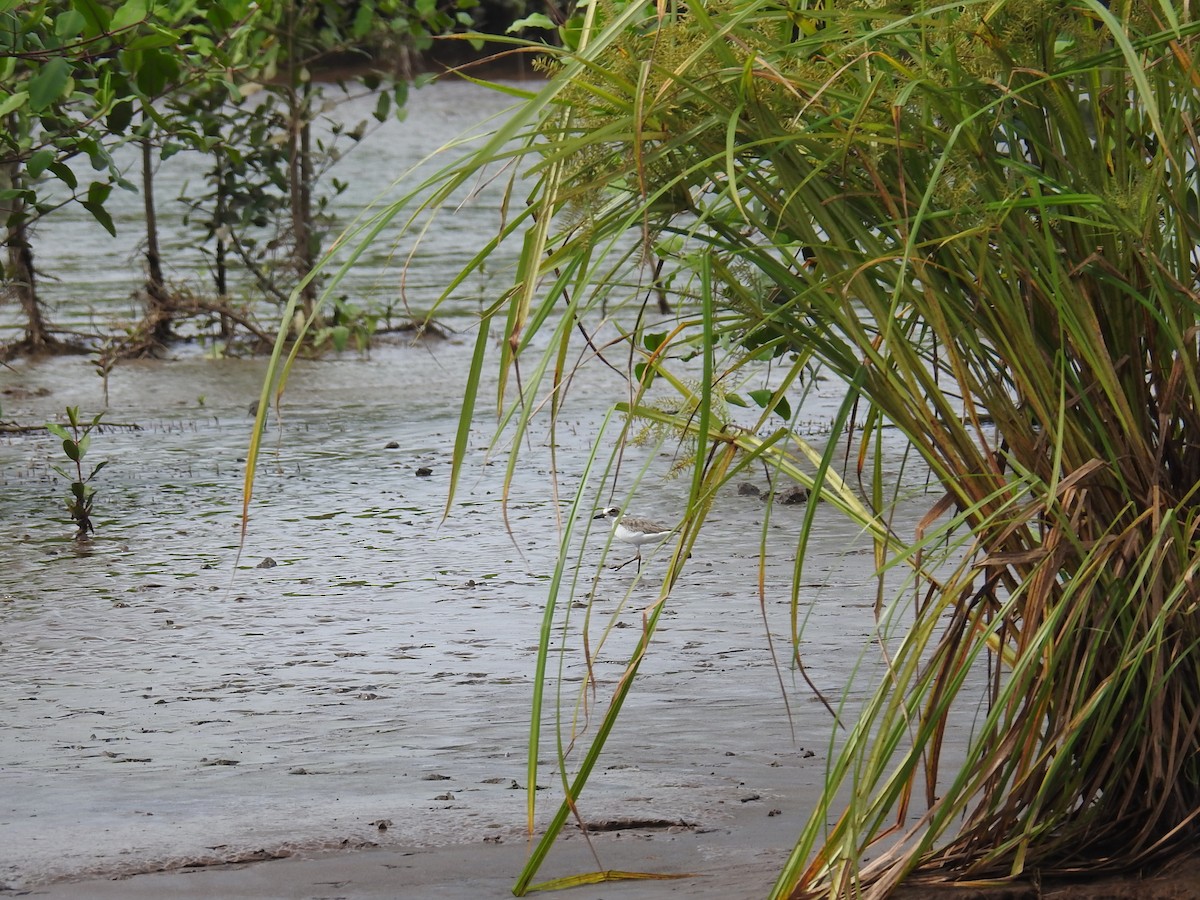 Least Sandpiper - ML644796843