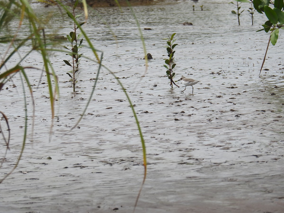 Least Sandpiper - ML644796844