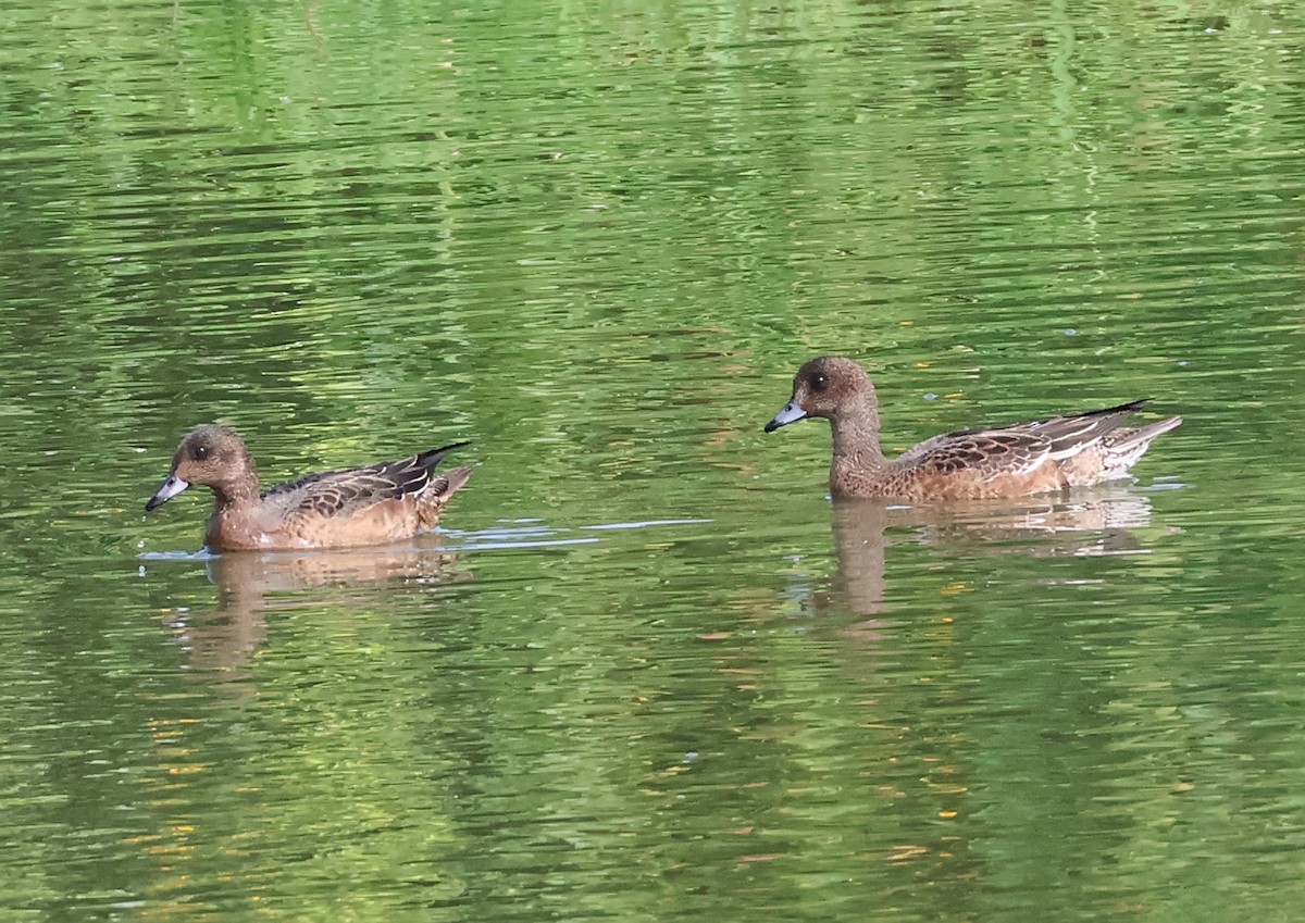 Eurasian Wigeon - ML644796845