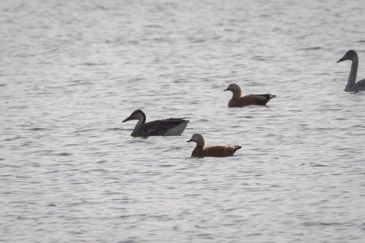 Ánsar Cisnal - ML644796847