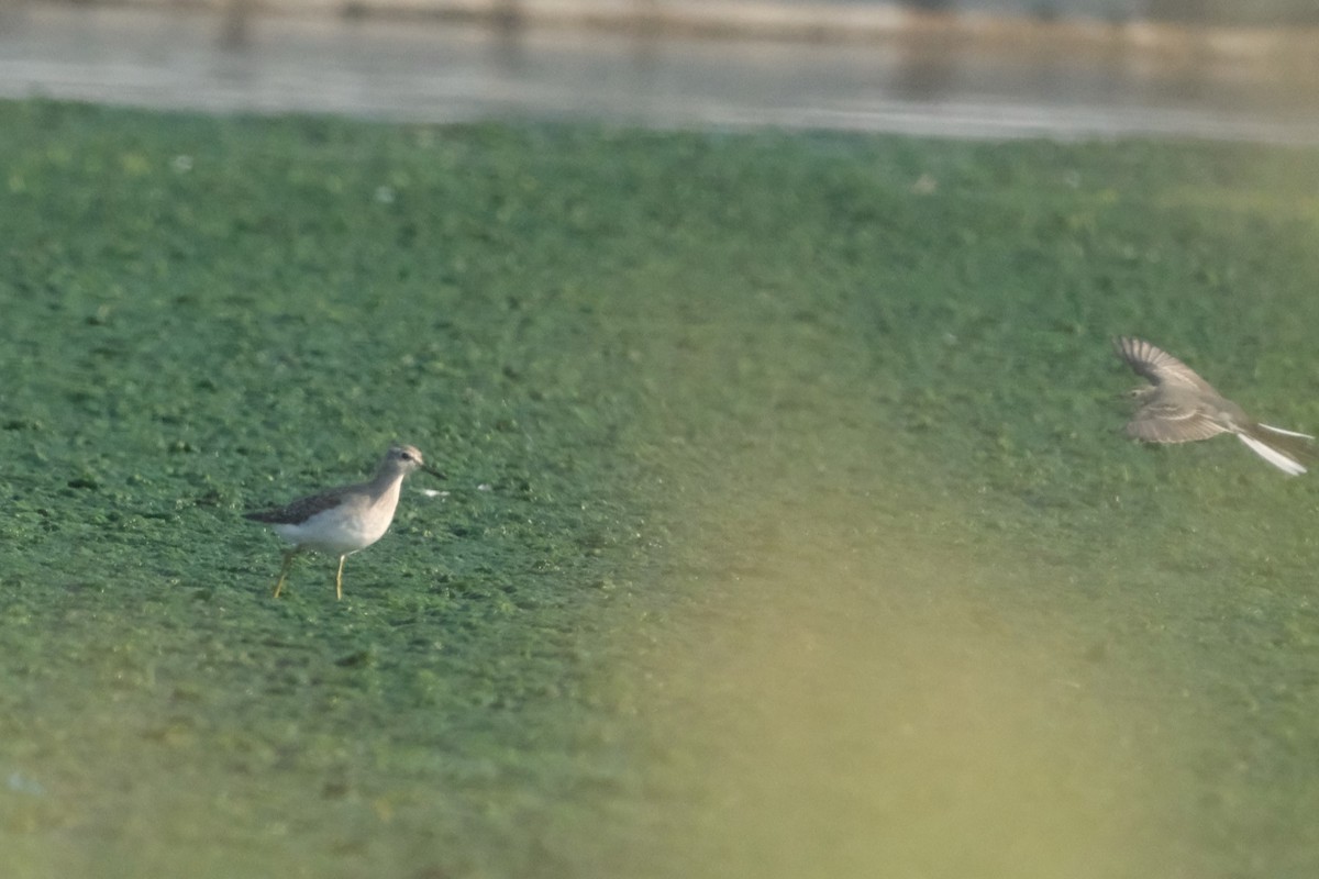 Wood Sandpiper - ML644796848