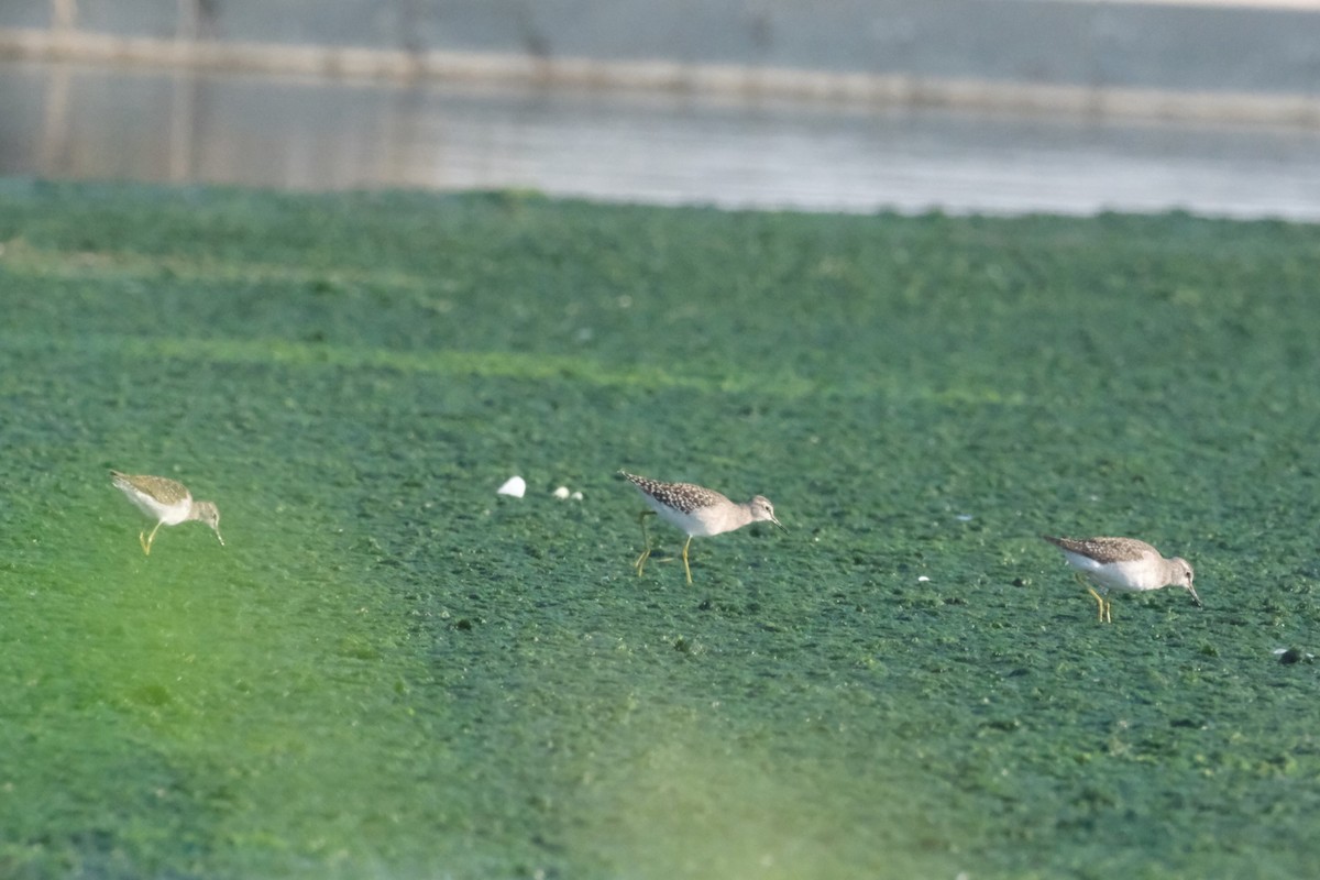 Wood Sandpiper - ML644796849