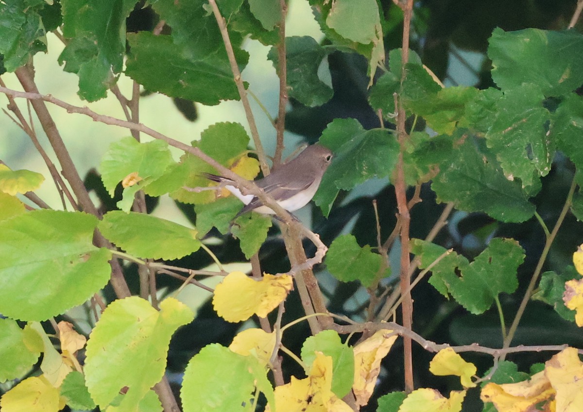 Taiga Flycatcher - ML644796850