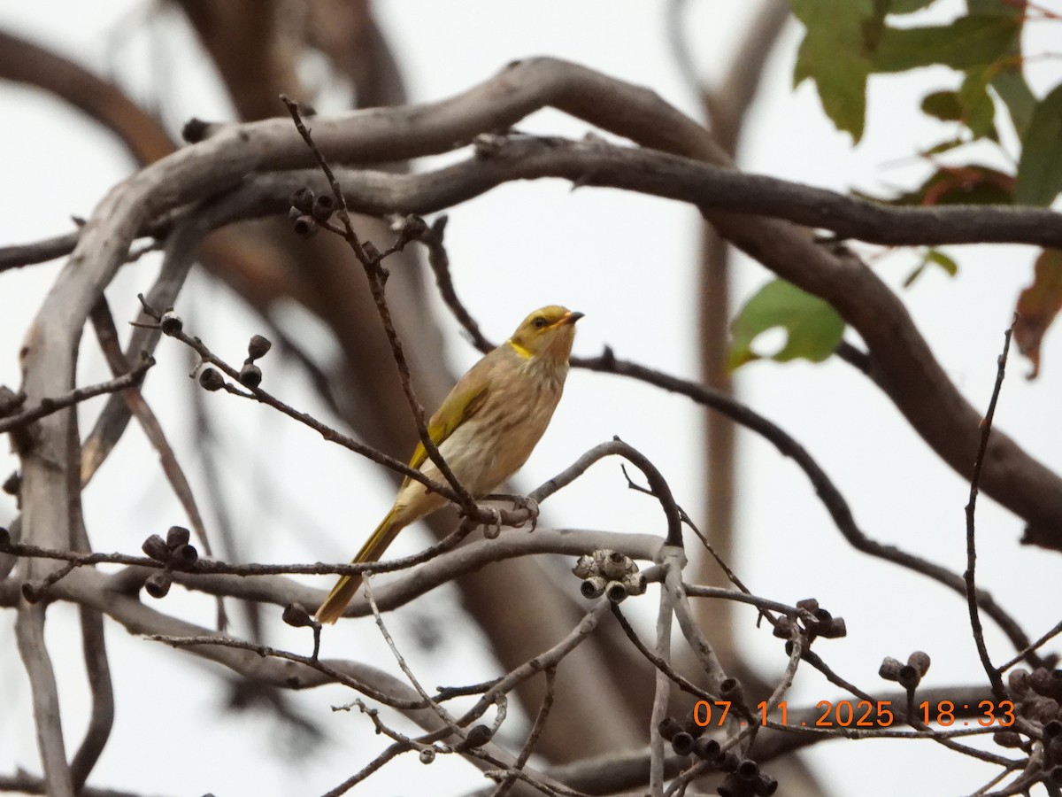 Кольчатый медосос - ML644796851