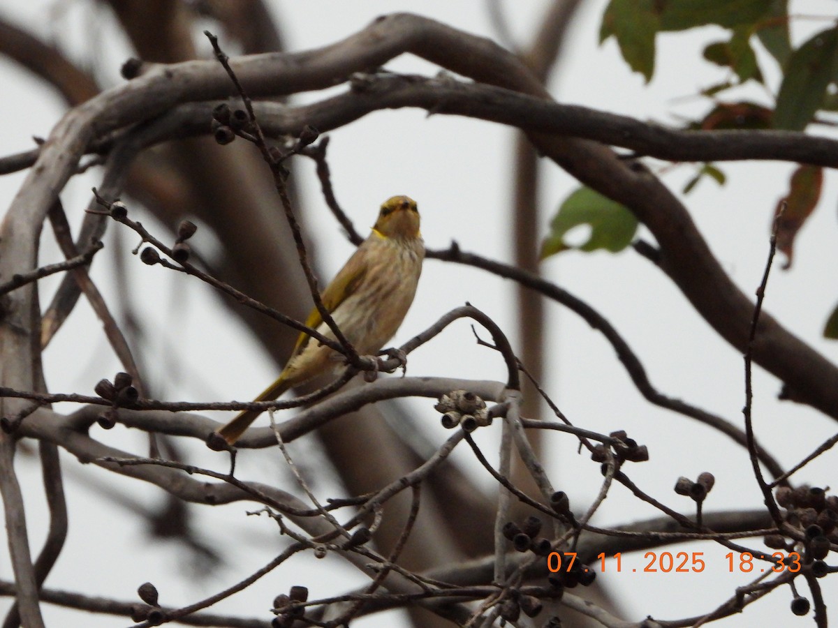 Кольчатый медосос - ML644796852