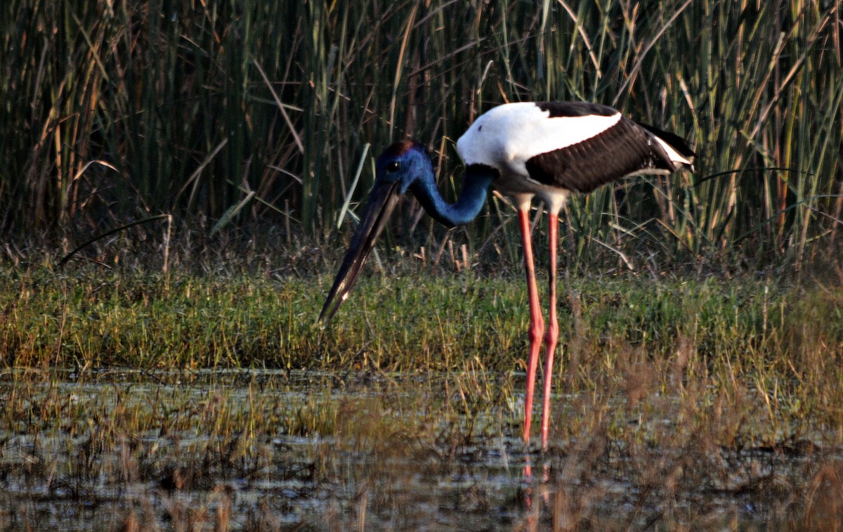 čáp černokrký - ML644796853