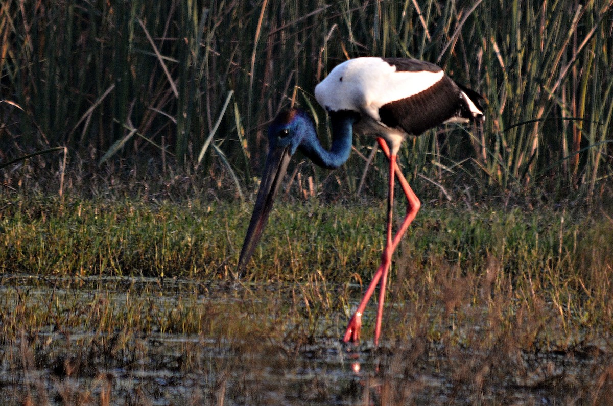 čáp černokrký - ML644796854