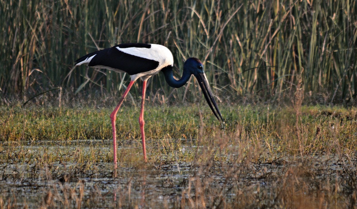 Black-necked Stork - ML644796855